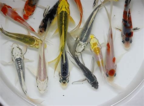 Butterfly Koi: Origins, Care, size, types, & ! .